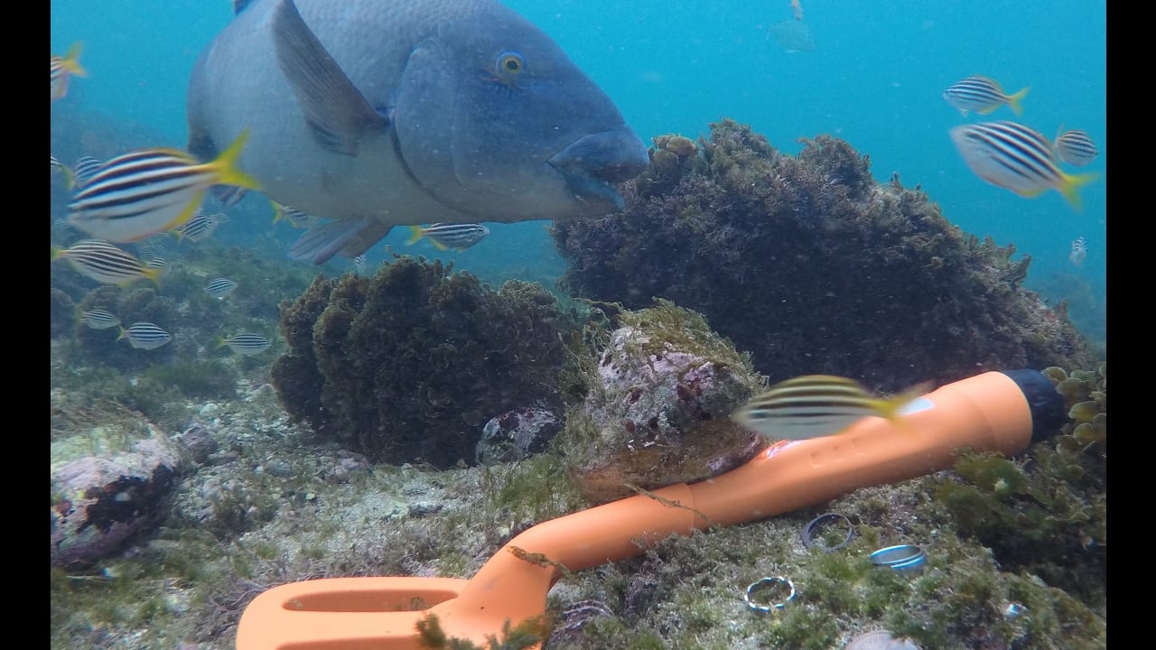 Scuba Tector underwater detecting amongst fish and reef